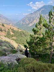 Arbres pins en Corse sur le GR20