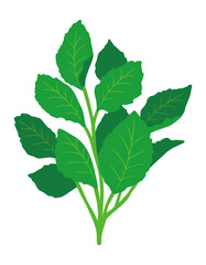 モロヘイヤのイラスト