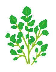 クレソンのイラスト