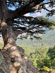 Fototapeta na wymiar Arbres pins en Corse sur le GR20