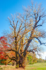 Fototapeta na wymiar Unusual in shape old tree at Rotehorn city park with many different plants and epiphyte in golden Autumn colors with blue sky and sunny day, Magdeburg, Germany.