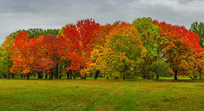 Panoramic view over dense woods as northern hemisphere forest with many different plants in golden Autumn colors with dramatic rainy sky.