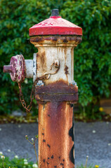A rusted old fire hydrant covered in cobwebs set against a lush green background