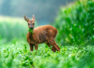 roe deer in the cornfield