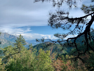 Obraz premium Forêt corse