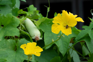 beauty yellow flower blooming  star shape and nice bee cucumber organic fruit healthy vegetable in botany garden with copy space.