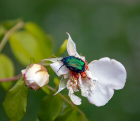 Beetle is large green bronze beetle that feeds on rose petals.