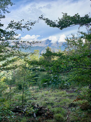 Obraz premium Forêt corse