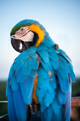 Colorful of Macaw sitting on tree branch