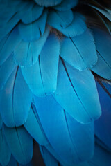 Obraz premium Colorful of Macaw's feathers with blue shades, exotic nature background and texture