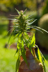 Cannabis marijuana flower close up. Ceramic jar detail