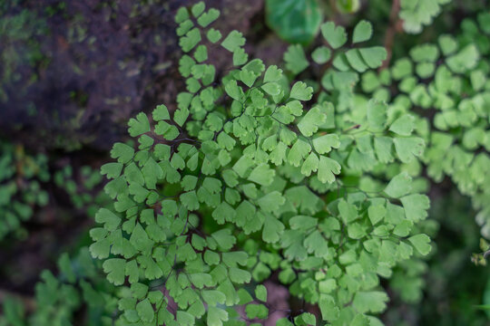 Adiantum raddianum, the Delta maidenhair fern, is one of the most popular ferns to grow indoors. Polypodiales.  Pteridaceae