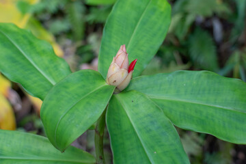 Obraz na płótnie Canvas Cheilocostus speciosus, or crêpe ginger, is a species of flowering plant in the family Costaceae. Some botanists have now revived the synonym Hellenia speciosa for this species.