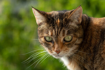 A beautiful tortoiseshell cat looks out the window against the backdrop of greenery