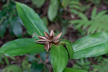 Cheilocostus speciosus, or crêpe ginger, is a species of flowering plant in the family Costaceae. Some botanists have now revived the synonym Hellenia speciosa for this species.