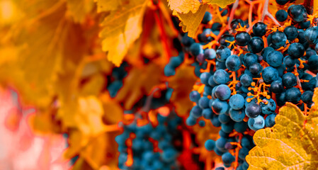 blue grapes in autumn vineyard