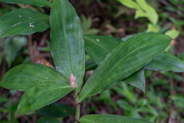 Cheilocostus speciosus, or crêpe ginger, is a species of flowering plant in the family Costaceae. Some botanists have now revived the synonym Hellenia speciosa for this species.