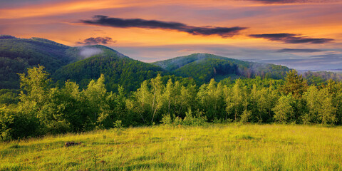 Obraz premium forest on the grassy meadow in the forenoon. beautiful rural landscape in summer. mist spreads from the distant mountains above the treetops beneath a wonderful sky with clouds