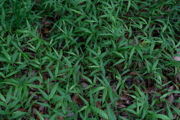 Oplismenus hirtellus (commonly known as basket grass) is a flowering perennial plant from the family Poaceae 