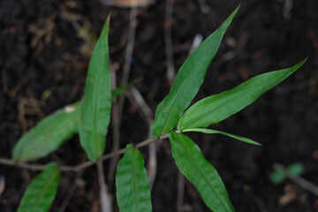 Oplismenus hirtellus (commonly known as basket grass) is a flowering perennial plant from the family Poaceae 
