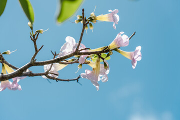 Tabebuia heterophylla is a species of tree native to the Caribbean, and is also cultivated. It is also known as pink manjack, pink trumpet tree, white cedar, and whitewood