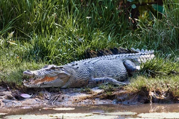 Zelfklevend Fotobehang crocodile in northern territories, australia © RRA
