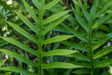 Microsorum scolopendria, synonym Phymatosorus scolopendria,  monarch fern, musk fern, maile-scented fern, breadfruit fern, or wart fern is a species of fern within the family Polypodiaceae.  lauaʻe