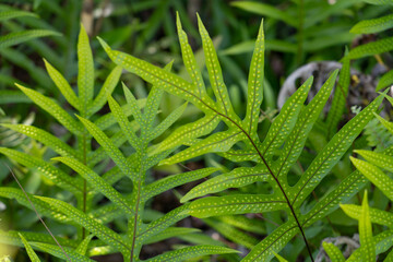 Microsorum scolopendria, synonym Phymatosorus scolopendria,  monarch fern, musk fern, maile-scented fern, breadfruit fern, or wart fern is a species of fern within the family Polypodiaceae.  lauaʻe