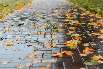 Autumn background, yellow fallen leaves wet after rain on sidewalk. Perspective, low angle view, selective focus in middle of image
