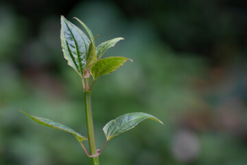 Arthrostemma ciliatum. wild flower oahu hawaii