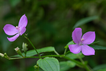 Arthrostemma ciliatum. wild flower oahu hawaii