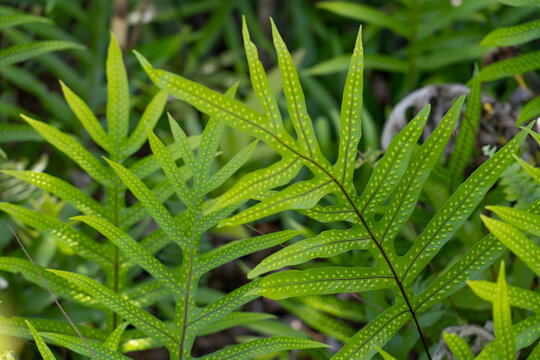 Microsorum scolopendria, synonym Phymatosorus scolopendria,  monarch fern, musk fern, maile-scented fern, breadfruit fern, or wart fern is a species of fern within the family Polypodiaceae.  lauaʻe