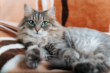 Portrait of fluffy gray green-eyed cat looking at camera, lying on sofa indoors. Beautiful domestic cat of Siberian breed