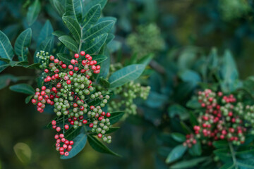 Schinus terebinthifolia, Anacardiaceae, Brazilian peppertree, aroeira, rose pepper, broadleaved pepper tree, wilelaiki (or wililaiki),  Christmasberry tree， Florida holly