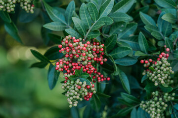 Schinus terebinthifolia, Anacardiaceae, Brazilian peppertree, aroeira, rose pepper, broadleaved pepper tree, wilelaiki (or wililaiki),  Christmasberry tree， Florida holly