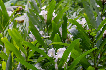 Hedychium flavescens is a perennial flowering plant from the Zingiberaceae (the ginger family). cream garland-lily or yellow ginger. 