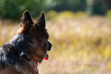 pies rasy owczarka niemieckiego siedzący pośród traw