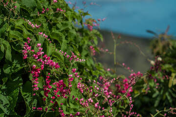 Antigonon leptopus, commonly known as coral vine, Coralita, bee bush (in many Caribbean islands) or San Miguelito vine, is a species of flowering plant in the buckwheat family, Polygonaceae. 