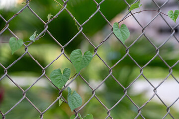 Ipomoea obscura, the obscure morning glory or small white morning glory, is a species of the genus Ipomoea.  Hawaii