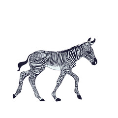Cute zebra character