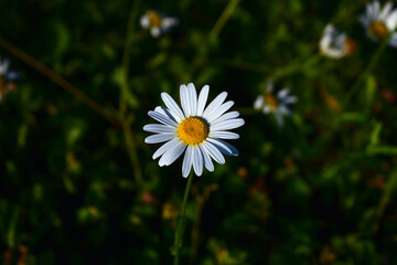 White Daisy Flower in grass