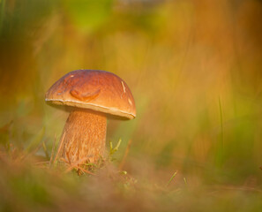Steinpilz (Boletus edulis)