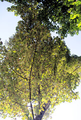 Bei Blechhammer