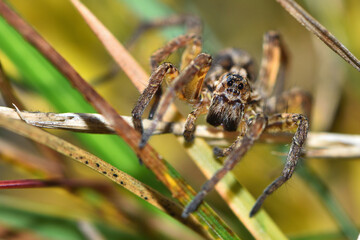 Closeup picture of the eyes of the European wolf spider (tarantula) Alopecosa trabalis (Araneae: Lycosidae), photographed in a heathland in southern Germany.