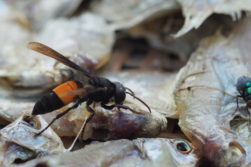 Female of paper wasp on fish carcass.