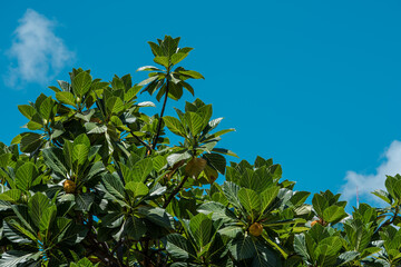 Fototapeta premium Artocarpus treculianus is a species of plant in the family Moraceae. It is endemic to the Philippines. It is threatened by habitat loss. Local names include chipuho and tipuho.