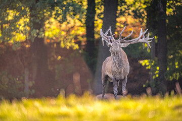 deer in the woods 