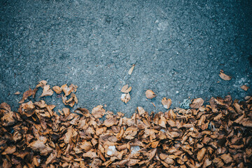 Autumn leaves on the concrete pavement