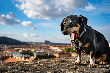 Dog in the city