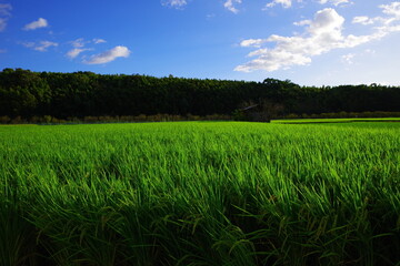 快晴の中で見つけた田んぼの米